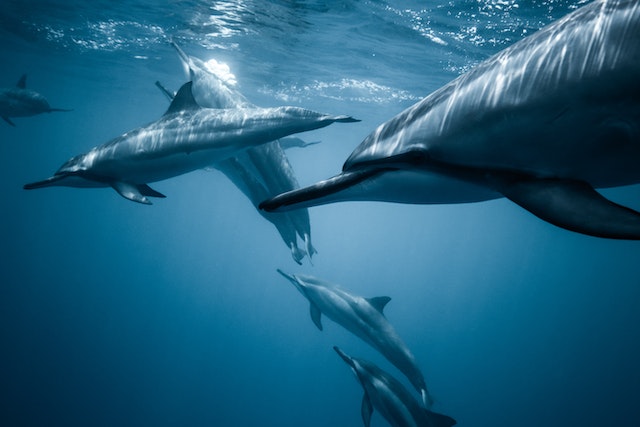 group of dolphins swimming in the ocean